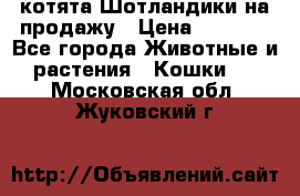 котята Шотландики на продажу › Цена ­ 5 000 - Все города Животные и растения » Кошки   . Московская обл.,Жуковский г.